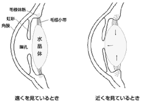 �I�[�g�t�H�[�J�X�̃J�����̂悤��