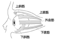 �ڂ𓮂����ؓ�